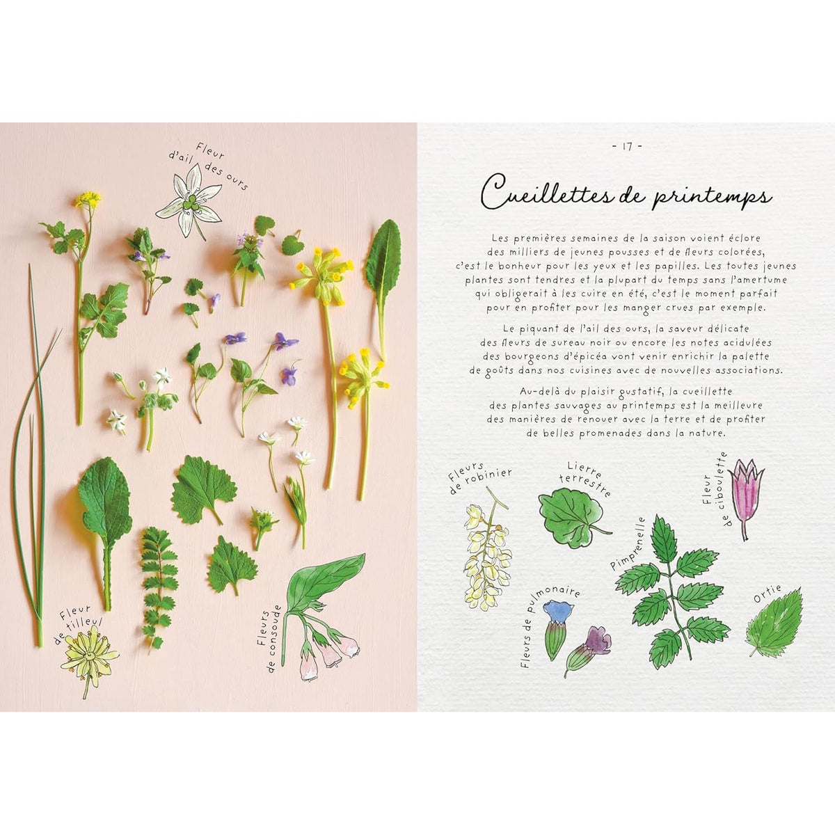 Le carnet de recettes d'une cueilleuse - La Plage Ed. - Livre de cuisine - - La Guilde Culinaire