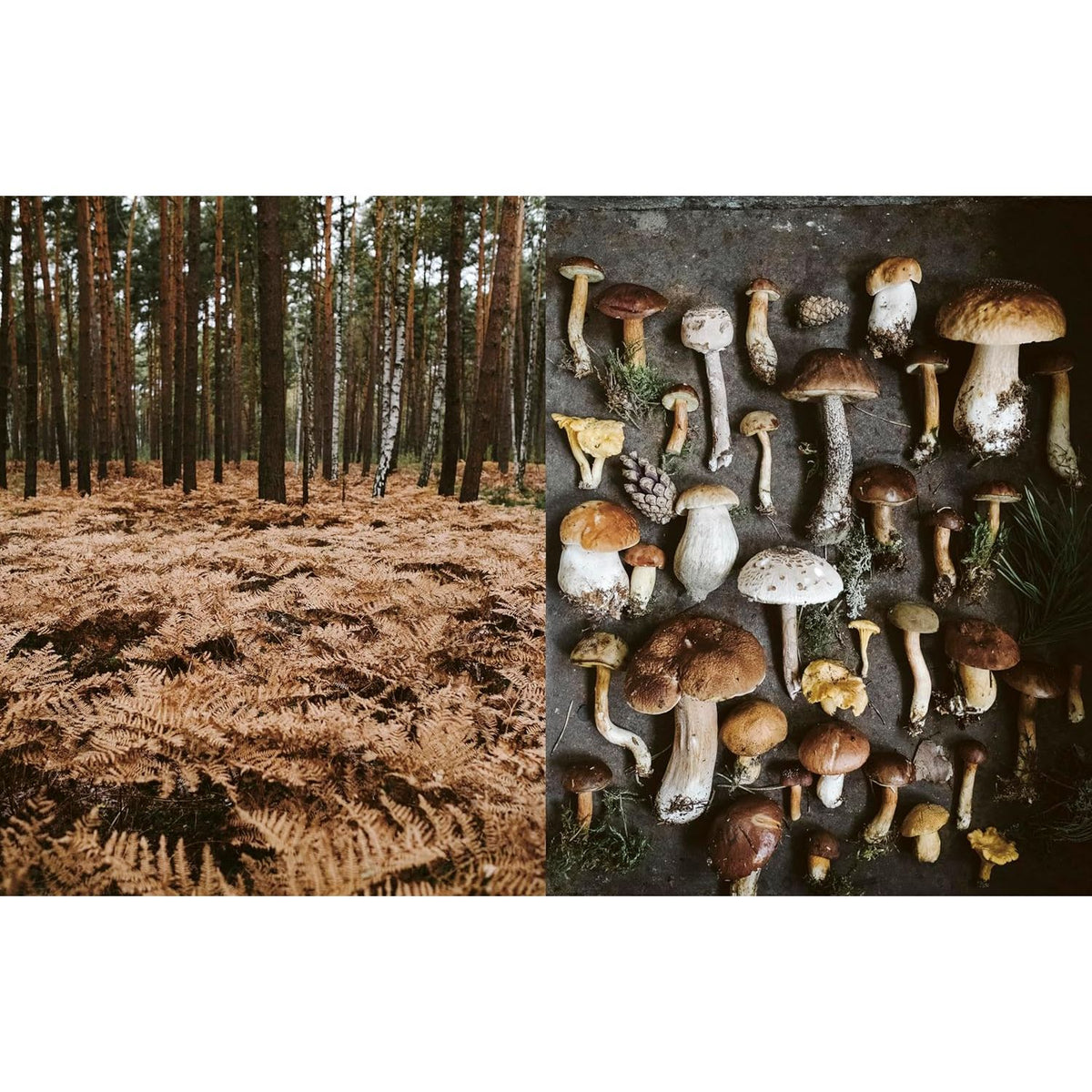 Des légumes, du sel et des braises * - La Plage Ed. - Livre de cuisine - - La Guilde Culinaire