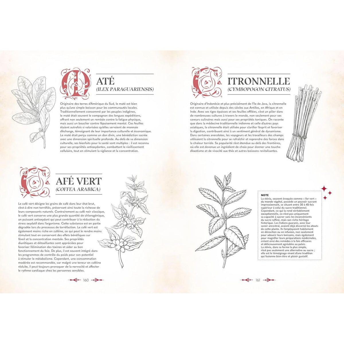 Le grimoire du magicien    - La Plage Ed. - Livre de cuisine -  - La Guilde Culinaire