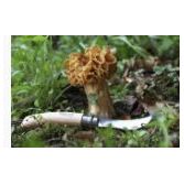 Opinel - N°08 Couteau champignons    - Opinel - Couteau de poche -  - La Guilde Culinaire